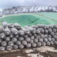 ذرت علوفه ای