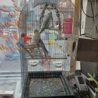 عروس هلندی طوطی کاسکو