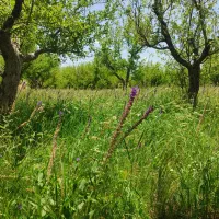 یونجه باغی بچین و ببر