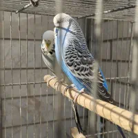 مرغ عشق انگلیسی نروماده  باقفس