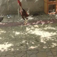 خروس لاری