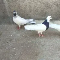 کبوتر گرگی زوردار