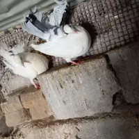 کفتر دمچتری پشت آبی طوقی سرور