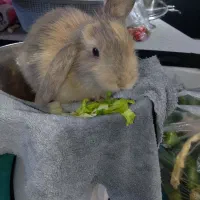 خرگوش گوش گوش بلند|موش و خرگوش|تهران, سبلان (لشگر)|دیوار