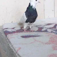 طوقی|پرنده|هرسین, |دیوار