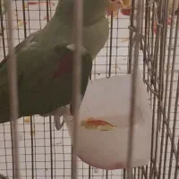 شاه طوطی کارداده ماده