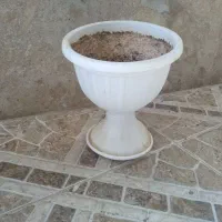 گلدون و پایه گلدون|گل و گیاه طبیعی|بندر ماهشهر, |دیوار