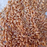 گندم پیشگام .