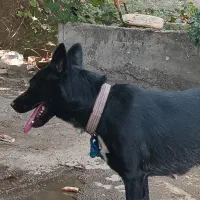 سگ ژرمن بلک