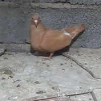 زرد گوک زرد پالخت