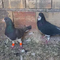 ۴تانرمست گرفتنی|پرنده|محمدیه-قزوین, |دیوار