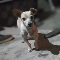 سگ فروشی|سگ|برازجان, |دیوار