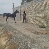اسب|اسب و تجهیزات اسب‌سواری|اصفهان, محمودآباد|دیوار