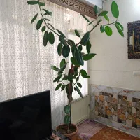 گل طبیعی