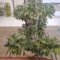 شفلرا ابلغ بزرگ