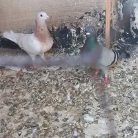 هفترنگ وکبود خطی وطوقی