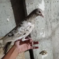 کبوتر سرور گم شده آبپخش|حیوانات|آبپخش, |دیوار