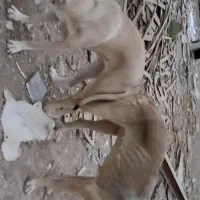 سگ نر و ماده سرابی|سگ|قرچک, ولی آباد|دیوار