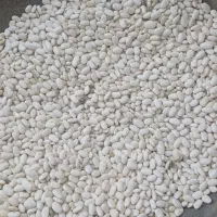 فروش لوبیا سفید اعلا