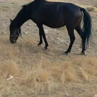 مادوان