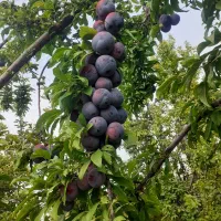 کارگر برای سیب چیدن
