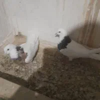 طوقی زردخالدار|پرنده|لالجین, |دیوار