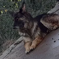 ژرمن بلک|سگ|نیشابور, فضل|دیوار