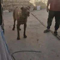 یک جفت نر و ماده سرابی اصیل واگزار می شود