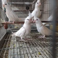 طوطی عروس هلندی البینو چشم قرمز|پرنده|کاشان, شهرک خاتم الانبیا (مسکن ملی کاشان)|دیوار