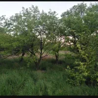 فروش باغ در پهراباد پایین