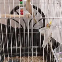 عروس هلندی|پرنده|بیرجند, |دیوار