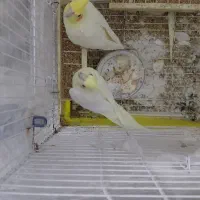 جفت عروس هلندی لوتینو