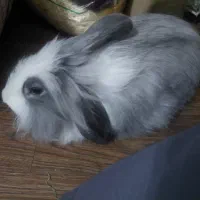 خرگوش نر
