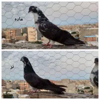 کبوترجفت‌سوسکی