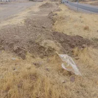 کودگوسفندی