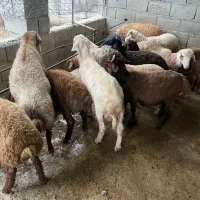 بره نر اصف هشت ماهه صحیح سالم|حیوانات مزرعه|بابل, |دیوار