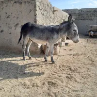 الاغ  نر یک ساله نیم  گوسفندی