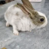 خرگوش بازیگوش