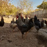 فروش خروس محلی|حیوانات مزرعه|هشتگرد, خور|دیوار