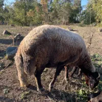 گوسفند کردستانی