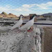 یک جفت نرو ماده|پرنده|سراوان, |دیوار