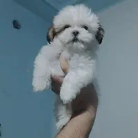 سگ شیتزو عروسکی