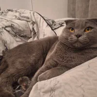 واگذاری گربه نر و ماده اسکاتیش بلو|گربه|محمدشهر, محمدشهر|دیوار