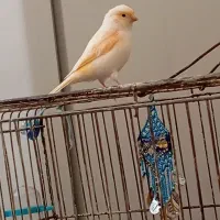 قناری ماده مست