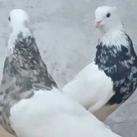 کفتر