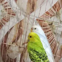 یک جفت مرغ عشق