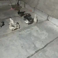 ۵عددمرغ گلین جوان تخمگذار|حیوانات مزرعه|قم, سید معصوم|دیوار