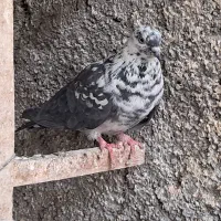 کبوتر گرفتنی تیر