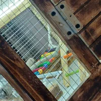 قفس چوبی پرنده