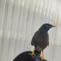 مرغ مینا سخنگو